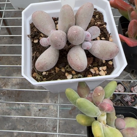 132米可奶多肉植物多