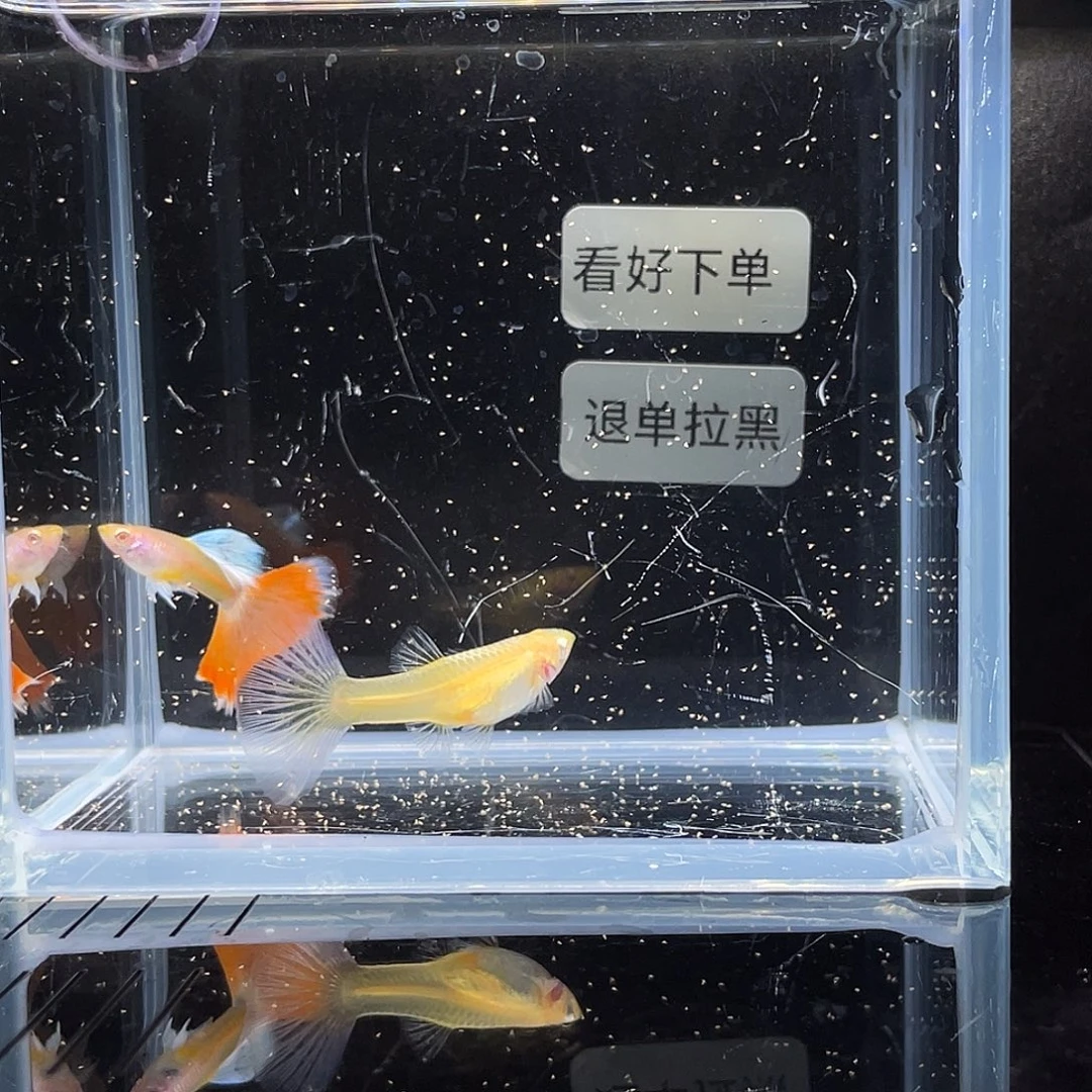 孔雀鱼紫金半月火烧云