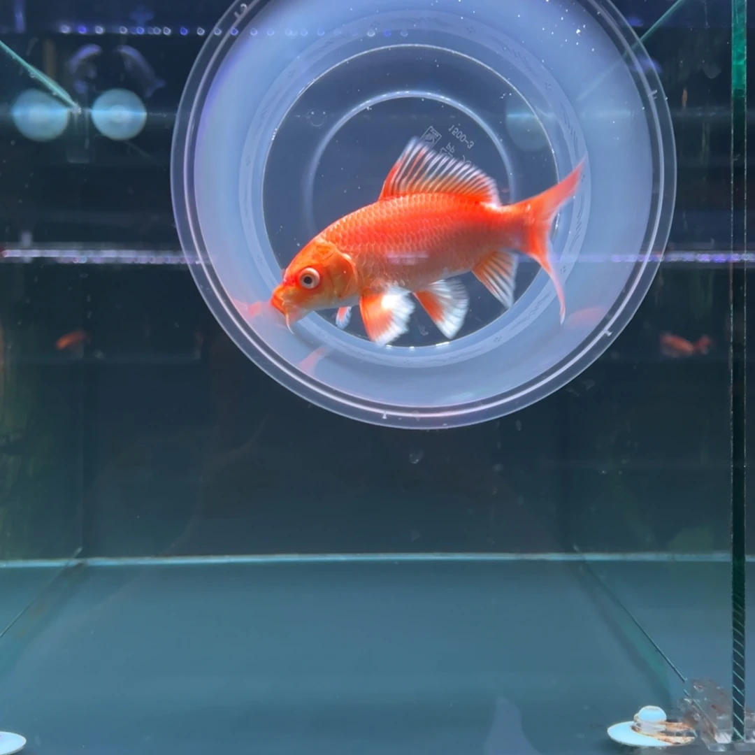 海水鱼木***蝴蝶鲤11