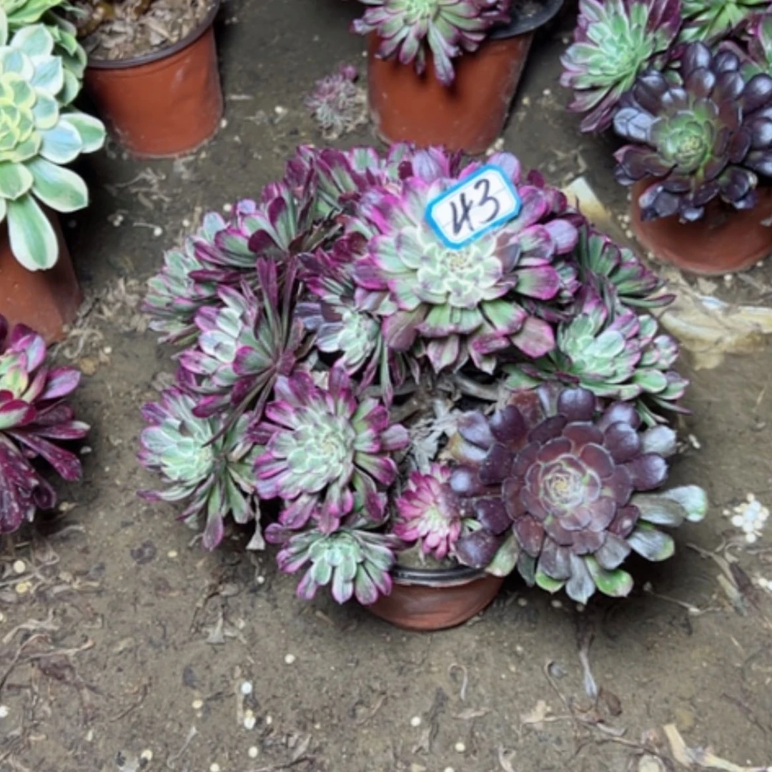 【闪购商品】多肉植物粉墨43