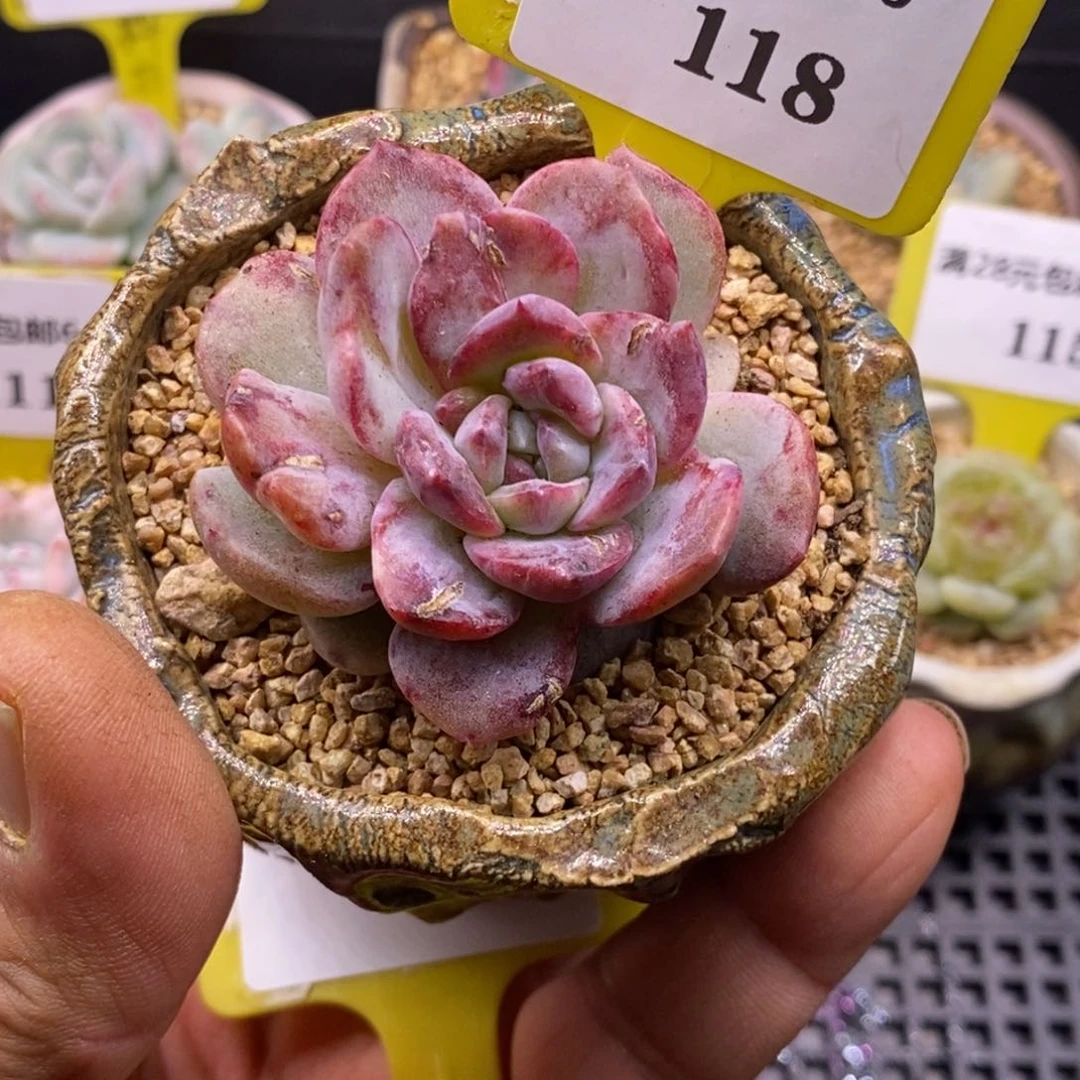 6118糖心拉丝石化多肉植物……