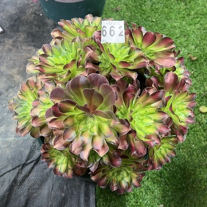 662韶华多肉植物