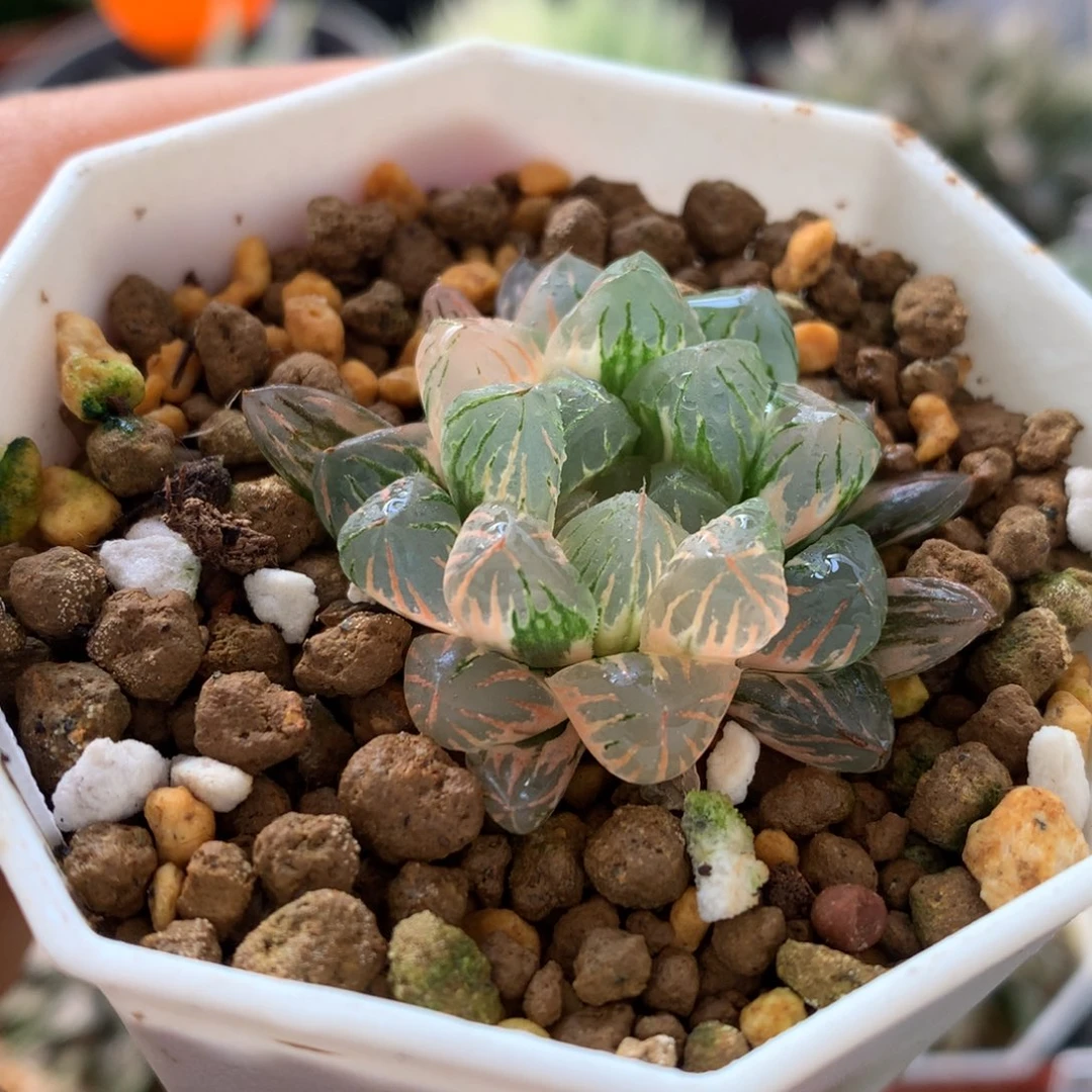 狄原no5玉露锦，带盆一起