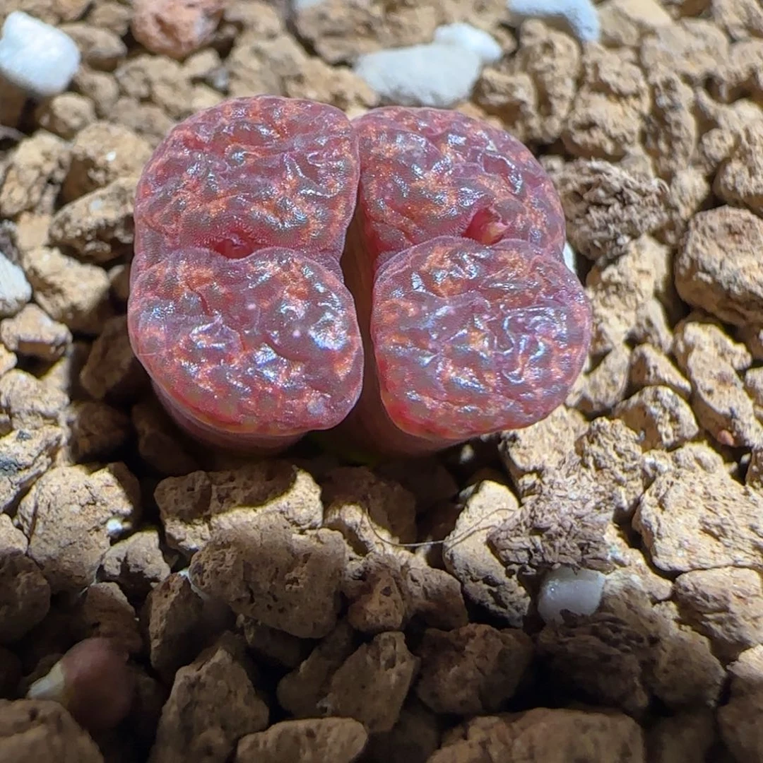 肉锥多肉植物组合-勋章1613