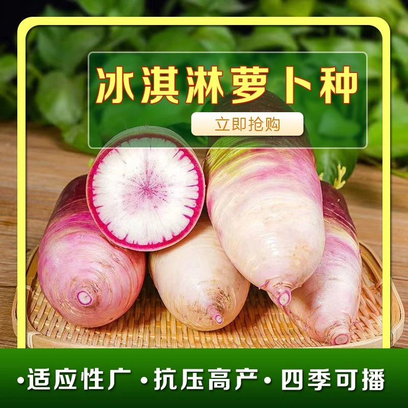 冰淇淋萝卜种子农家菜园大棚春夏秋四季播种里红皮红心水果萝卜