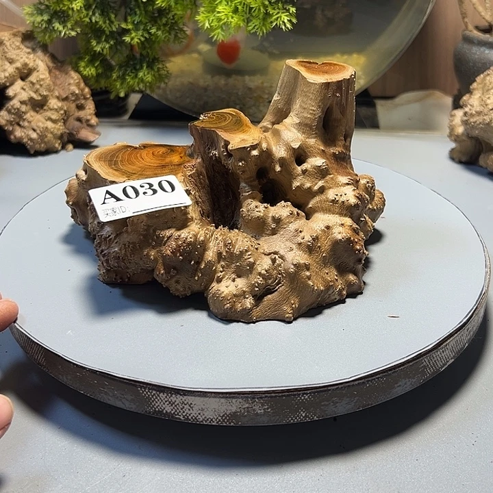 蒲***铺大果紫檀（缅甸花梨）