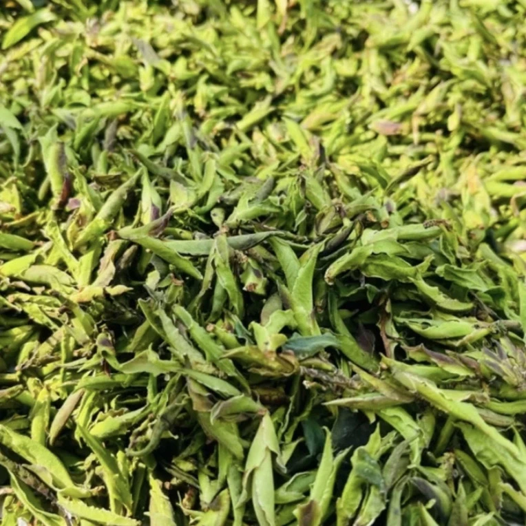 云南2025年早春野生半苞《特级野白茶》野韵兰花香茶叶白牡丹