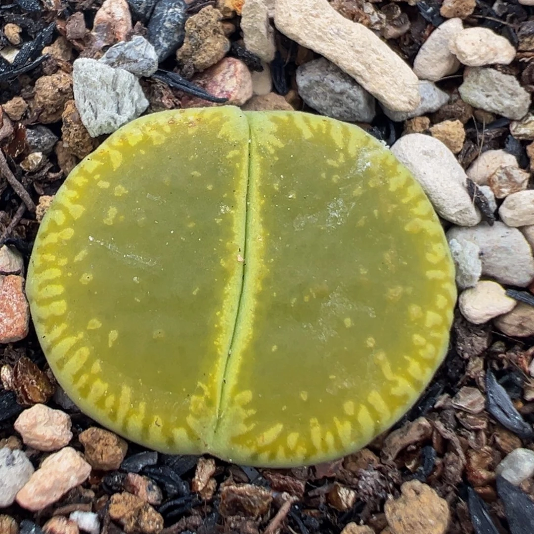 251多肉植物百科植物