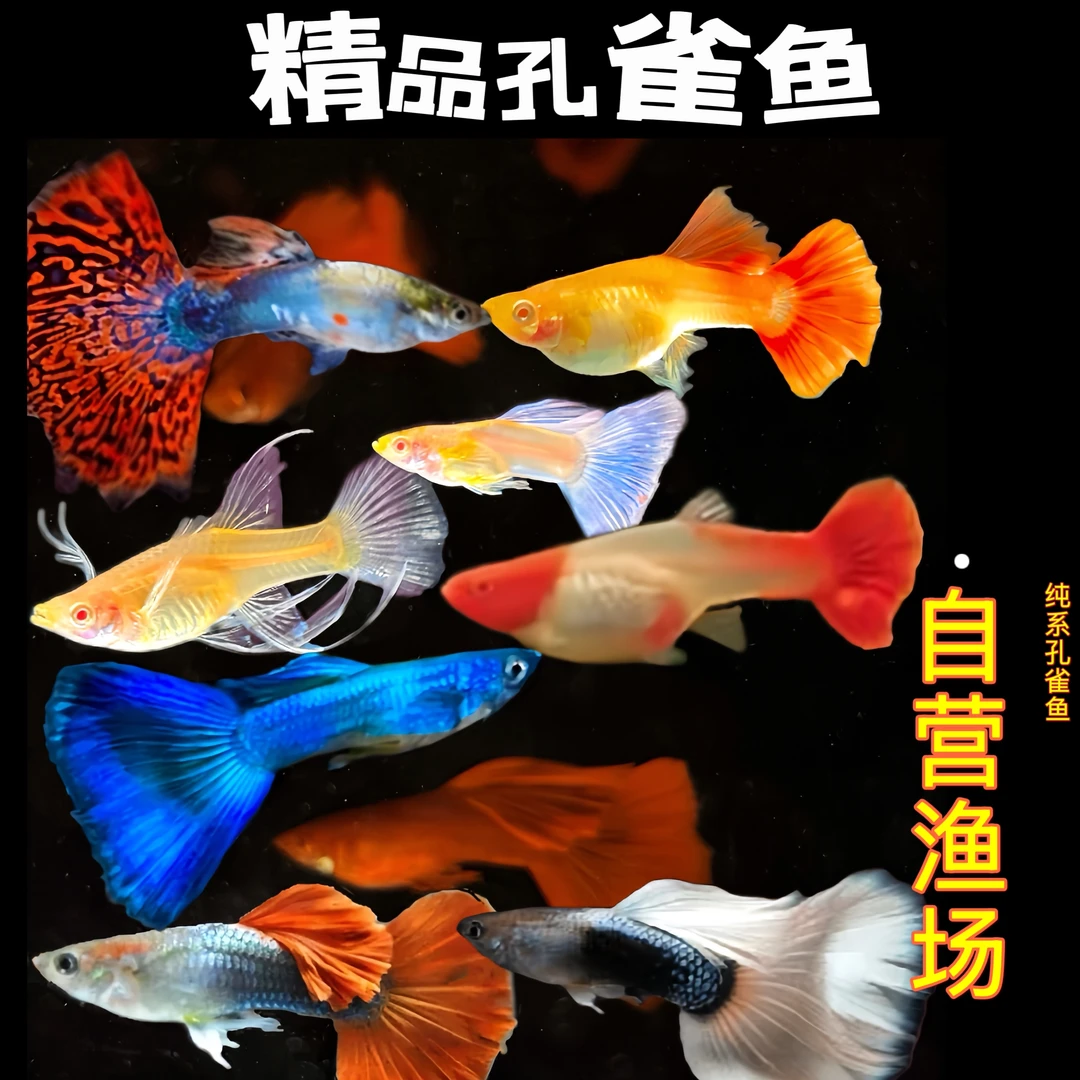 孔雀鱼大集合仙气飘飘系列浅色亮色系系列淡水小型2-3厘米