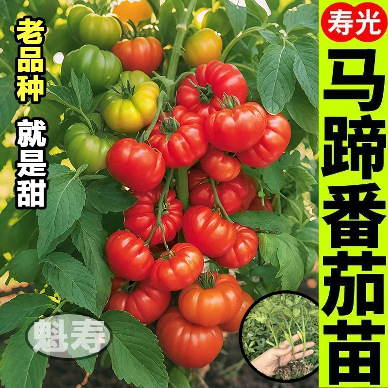 寿光红马蹄番茄苗秧老品种西红柿沙瓤爆甜丑柿子牛排番茄种子盆栽
