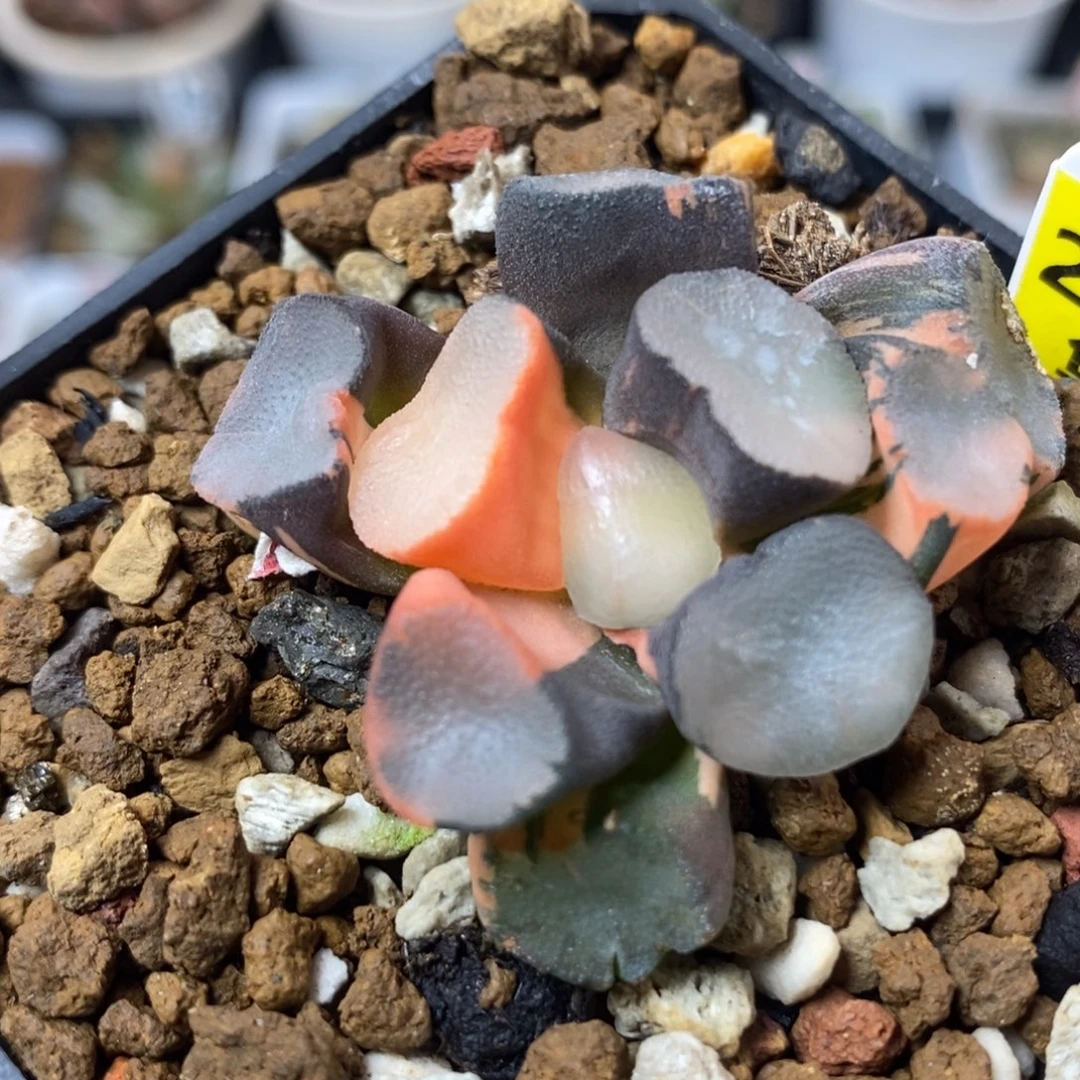 252空门万象锦一物一拍