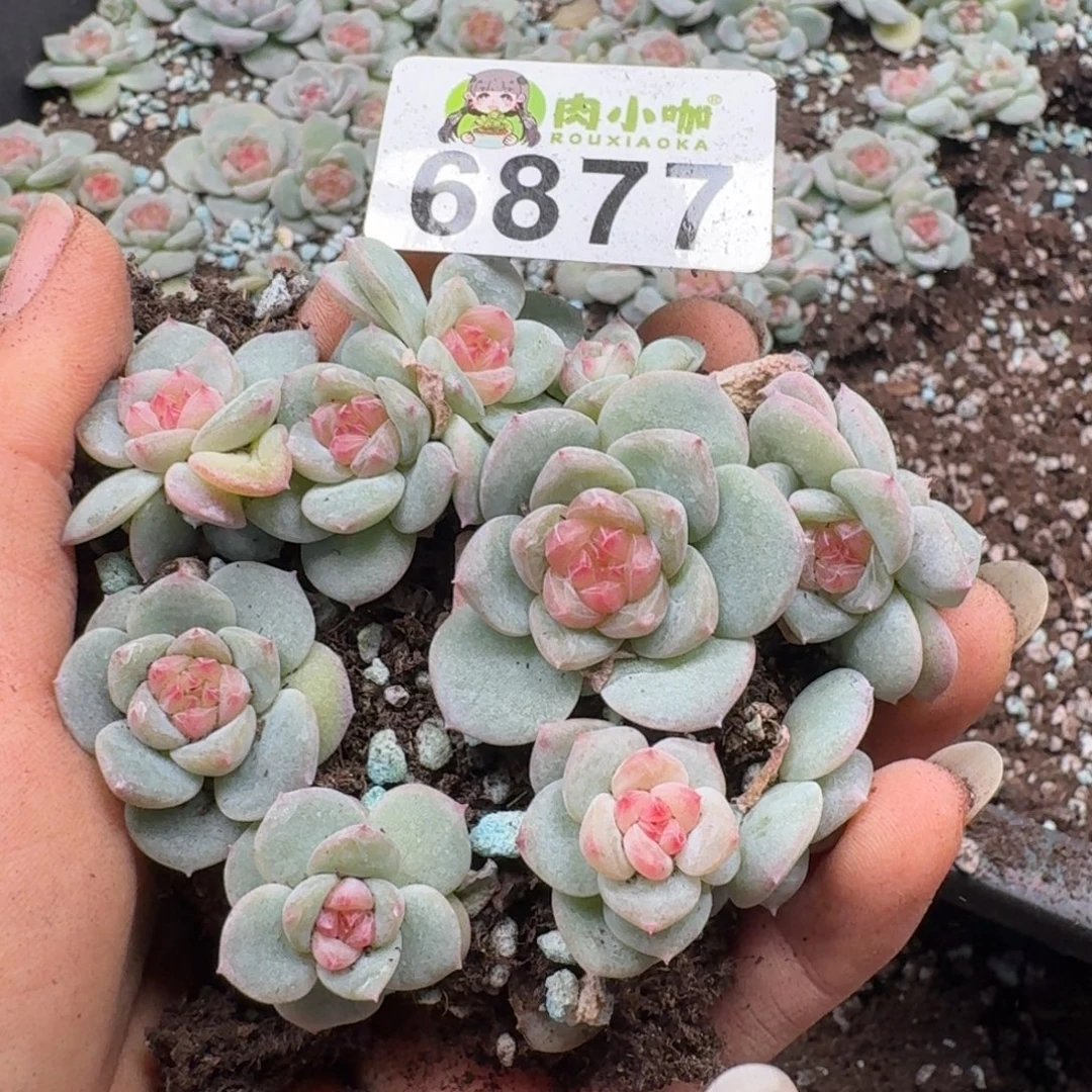 多肉植物多肉植物