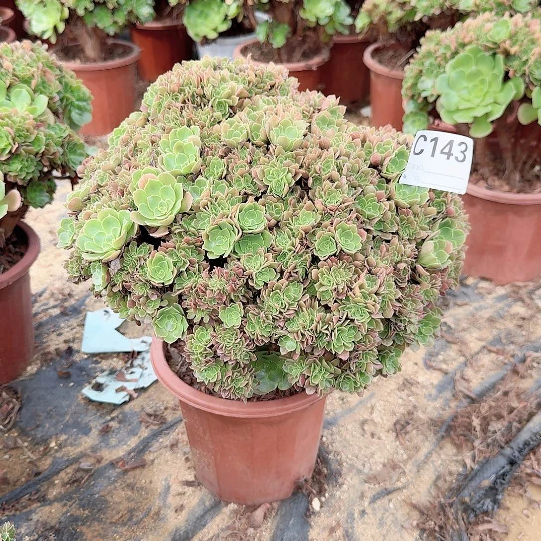 百***ღ143火玫瑰朵朵一颗呀呀