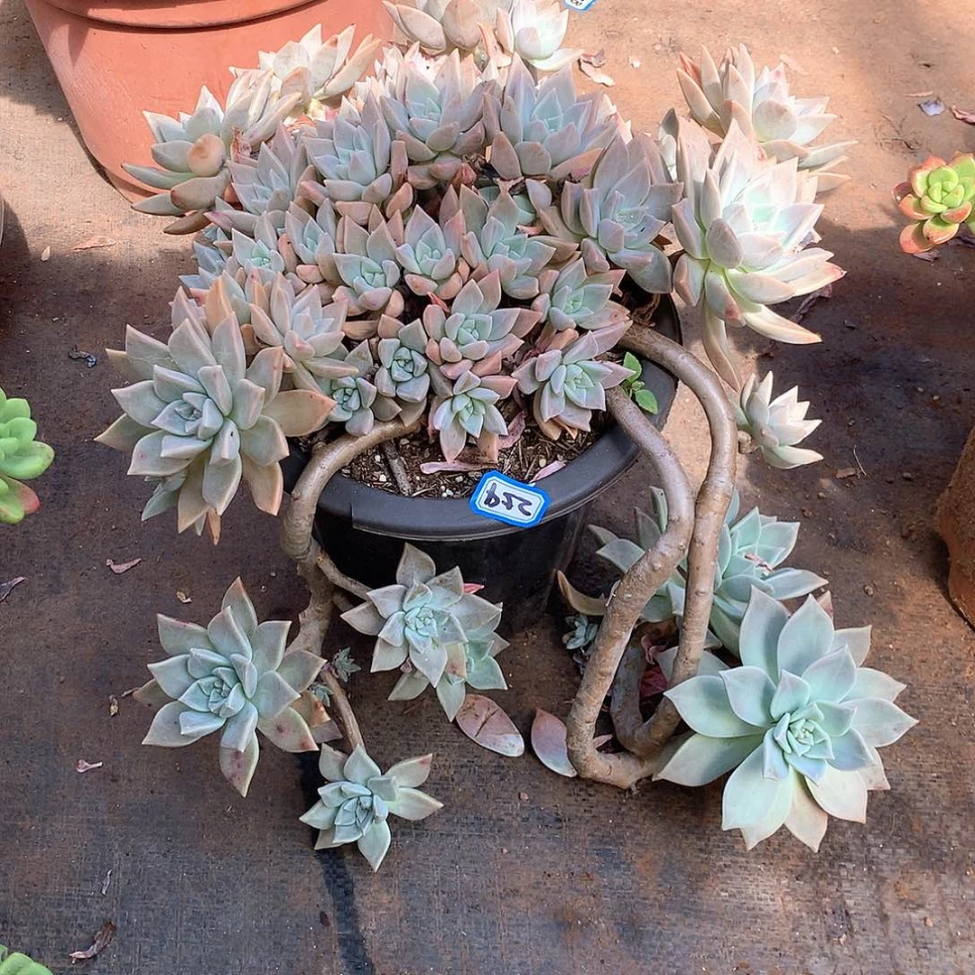 254血色黄昏 一物一拍多肉