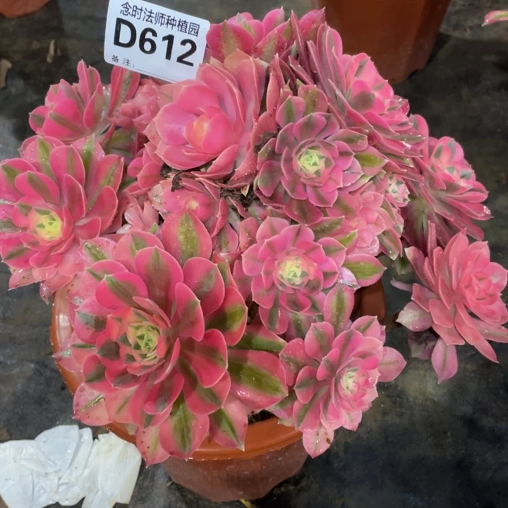 612女巫111111多肉