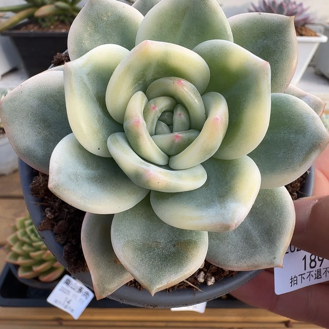 伊丽莎白锦1111111-189