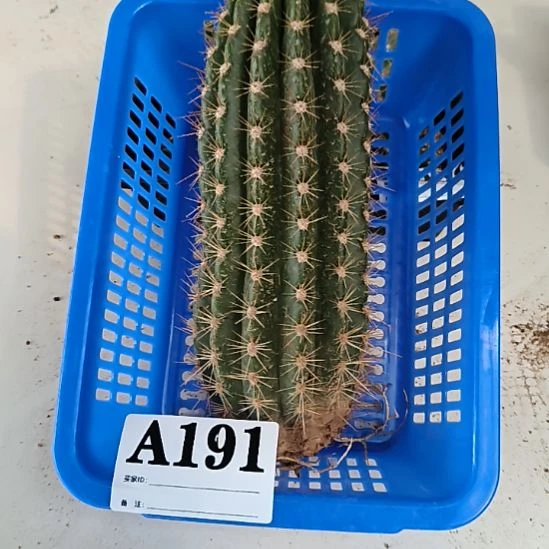 当前无花栽培后可以开花a191