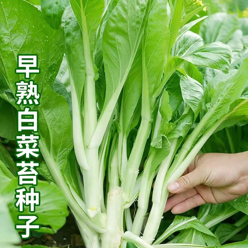 【秋播耐寒】早熟白菜苔种子田园阳台庭院可种蔬菜白菜心种籽发芽快