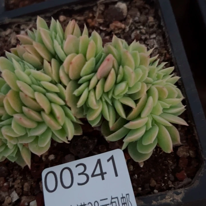 幸运的是我的朋友们都