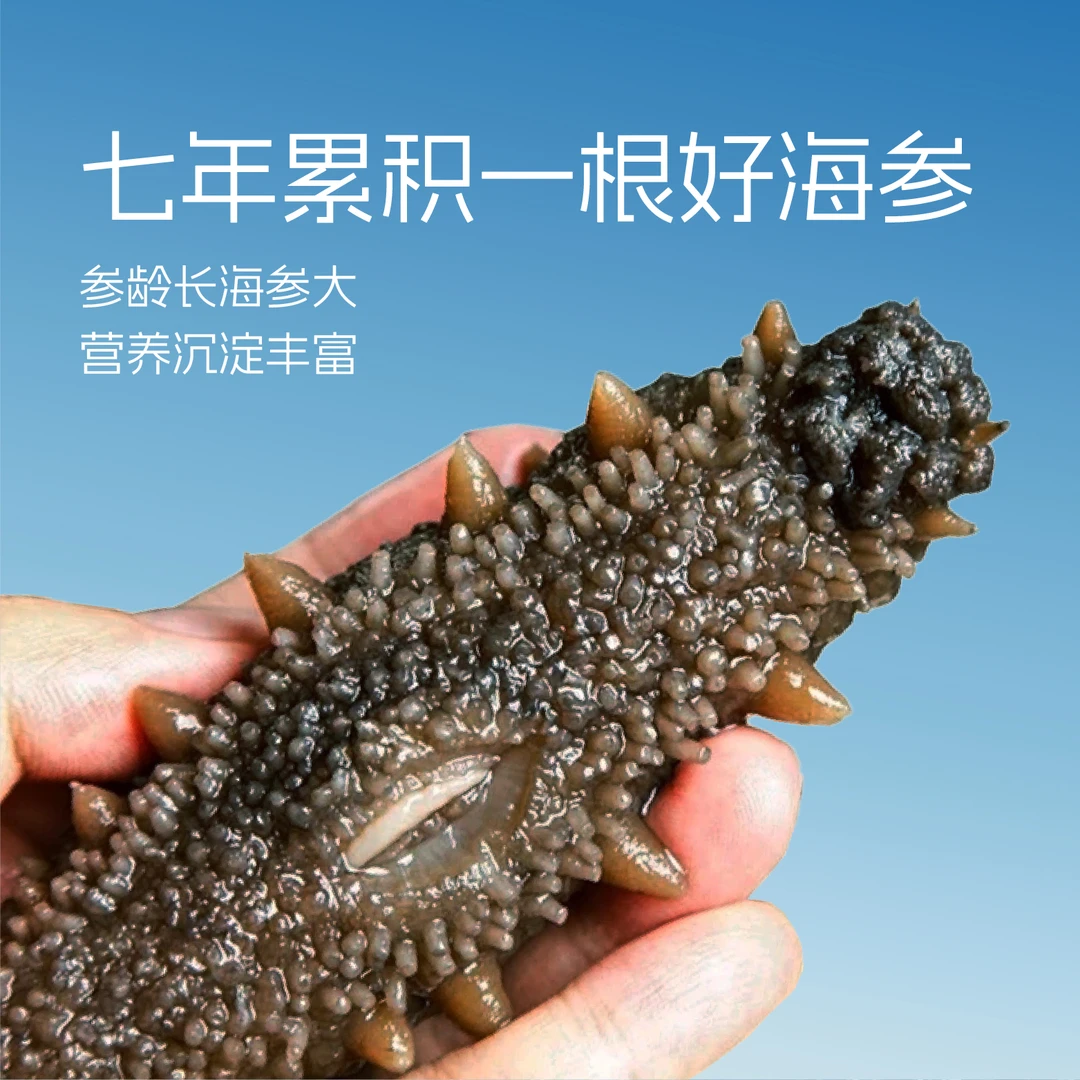 海参【入味海参】7/28天装 老丁自己煮制 自有海域 营养美味滋补