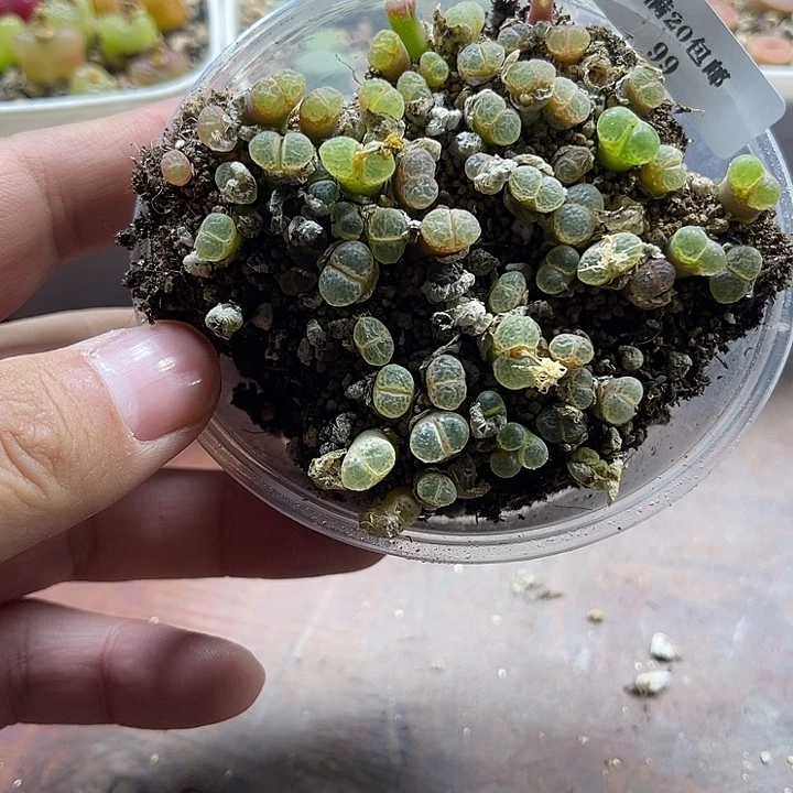 无花朵99、樱花风铃、、