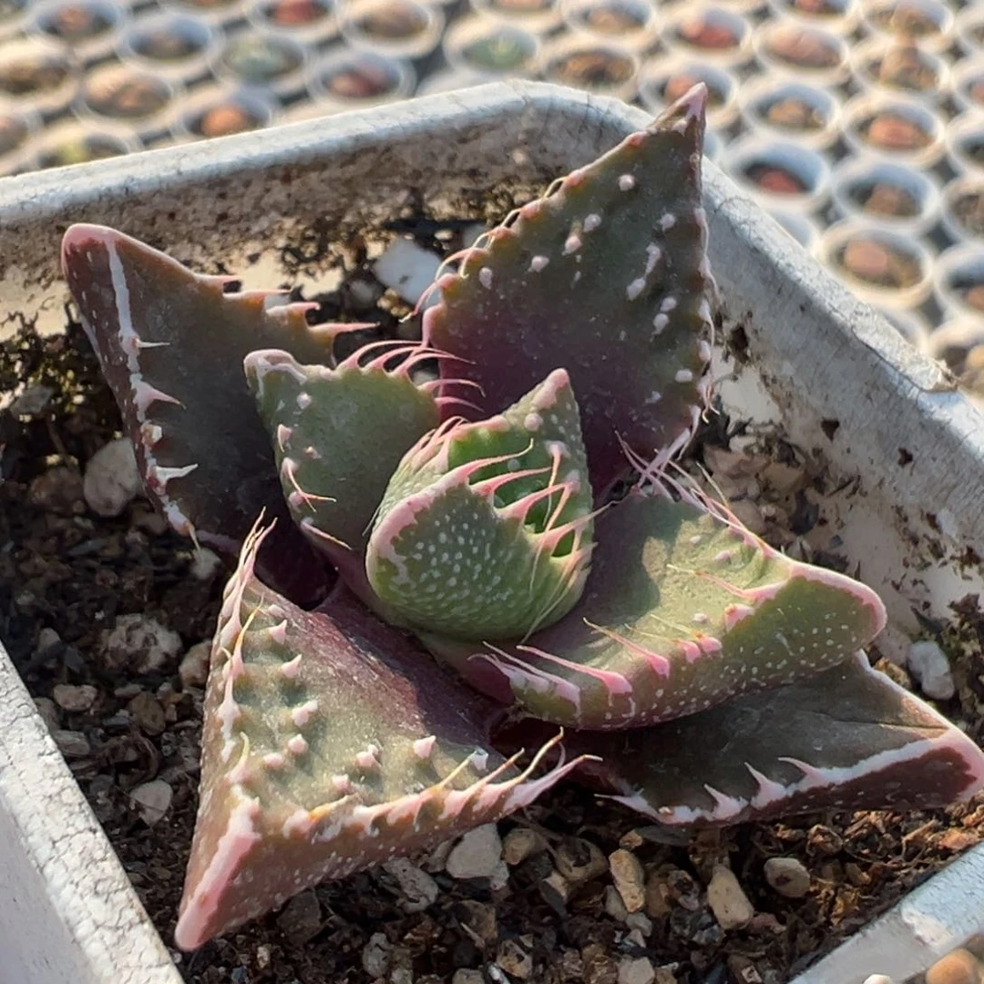 741多肉植物种类