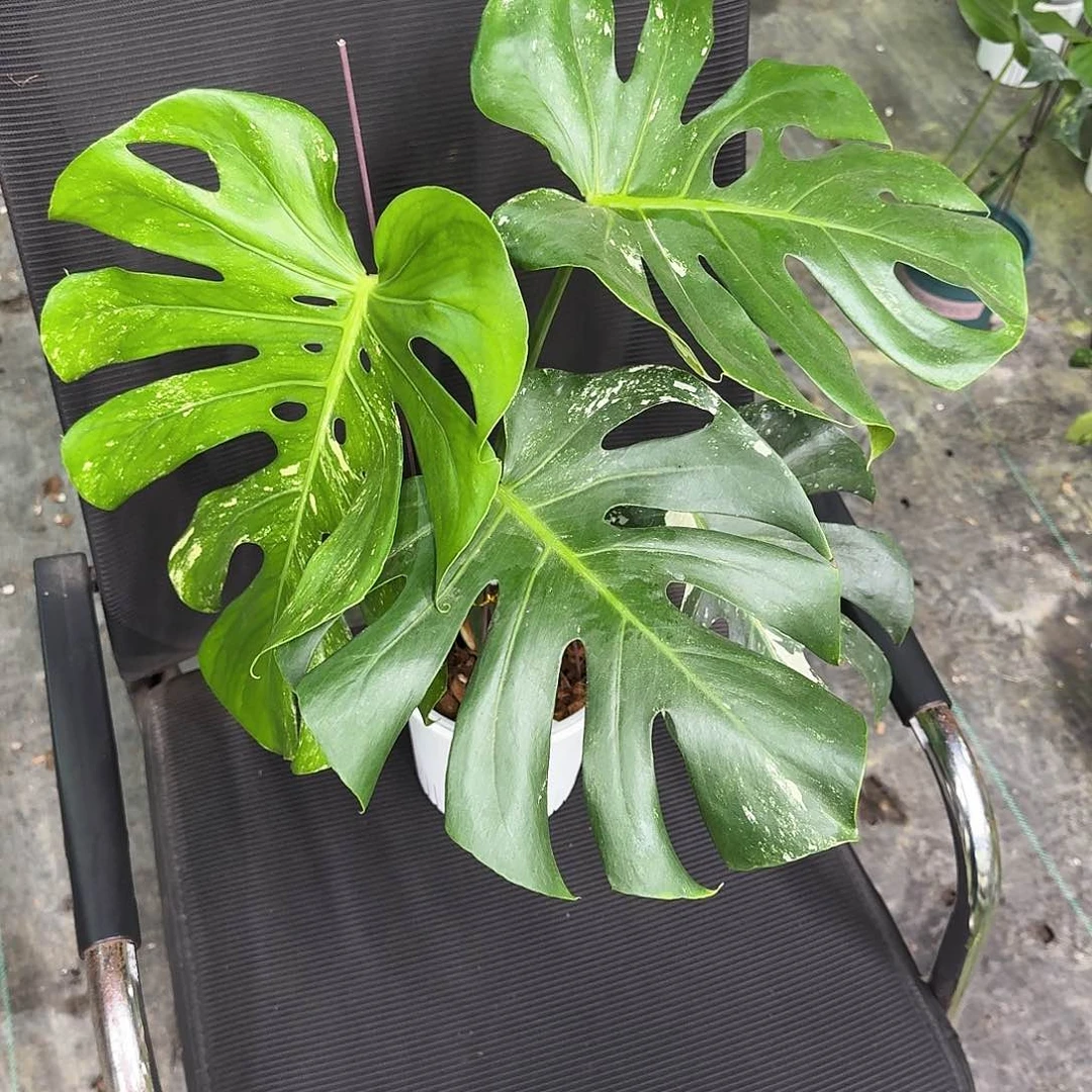 无花朵?***福利弱锦短白k9