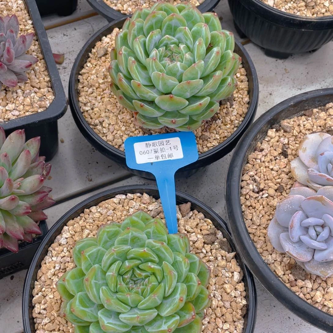 0607-1-开播福利雪花珍妮大单头一颗量拍