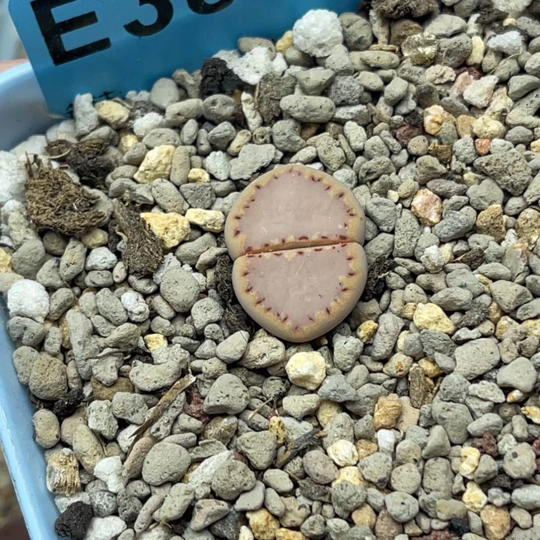 3868净窗粉饼干一颗