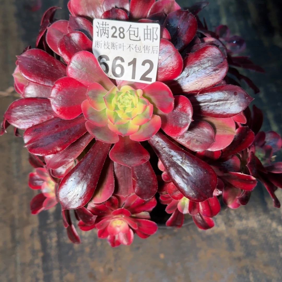 6612美杜莎杆歪多肉植物