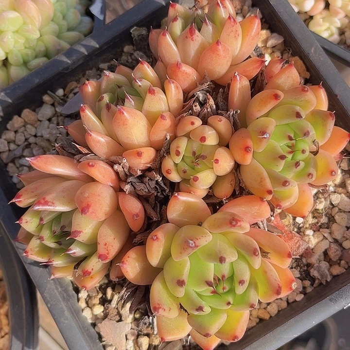 爪杂16119多肉植物