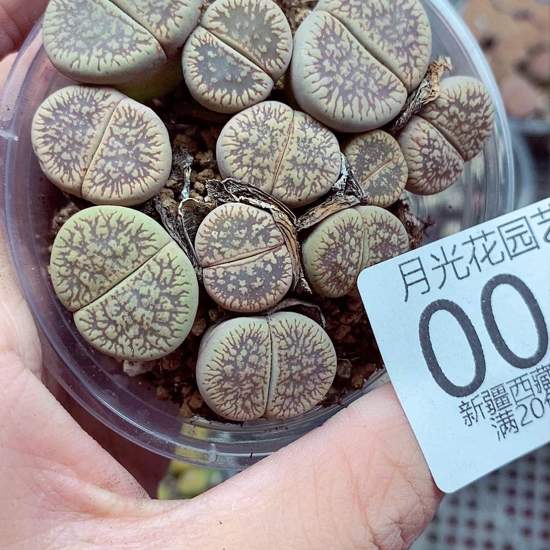 我想说什么啊就怎么004