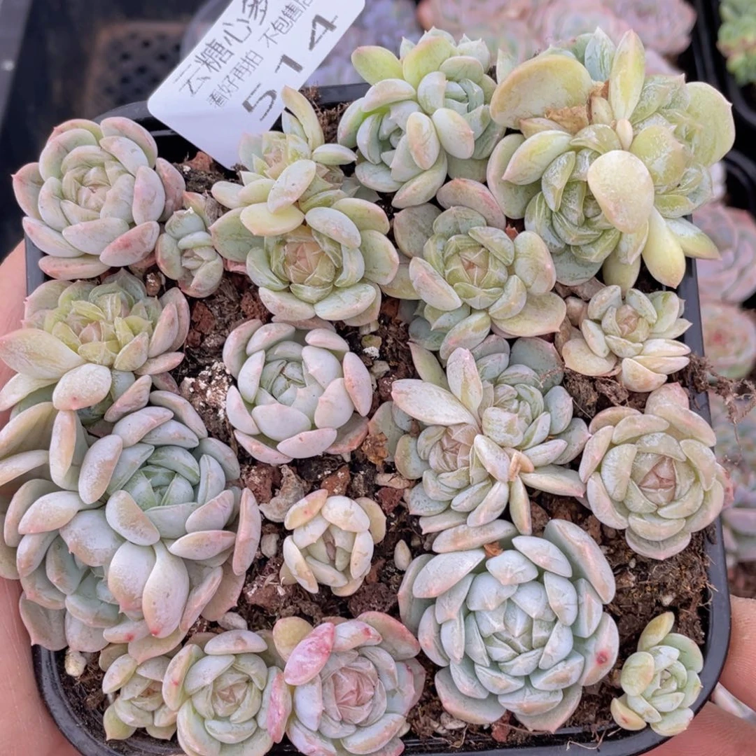 云糖心多肉植物514