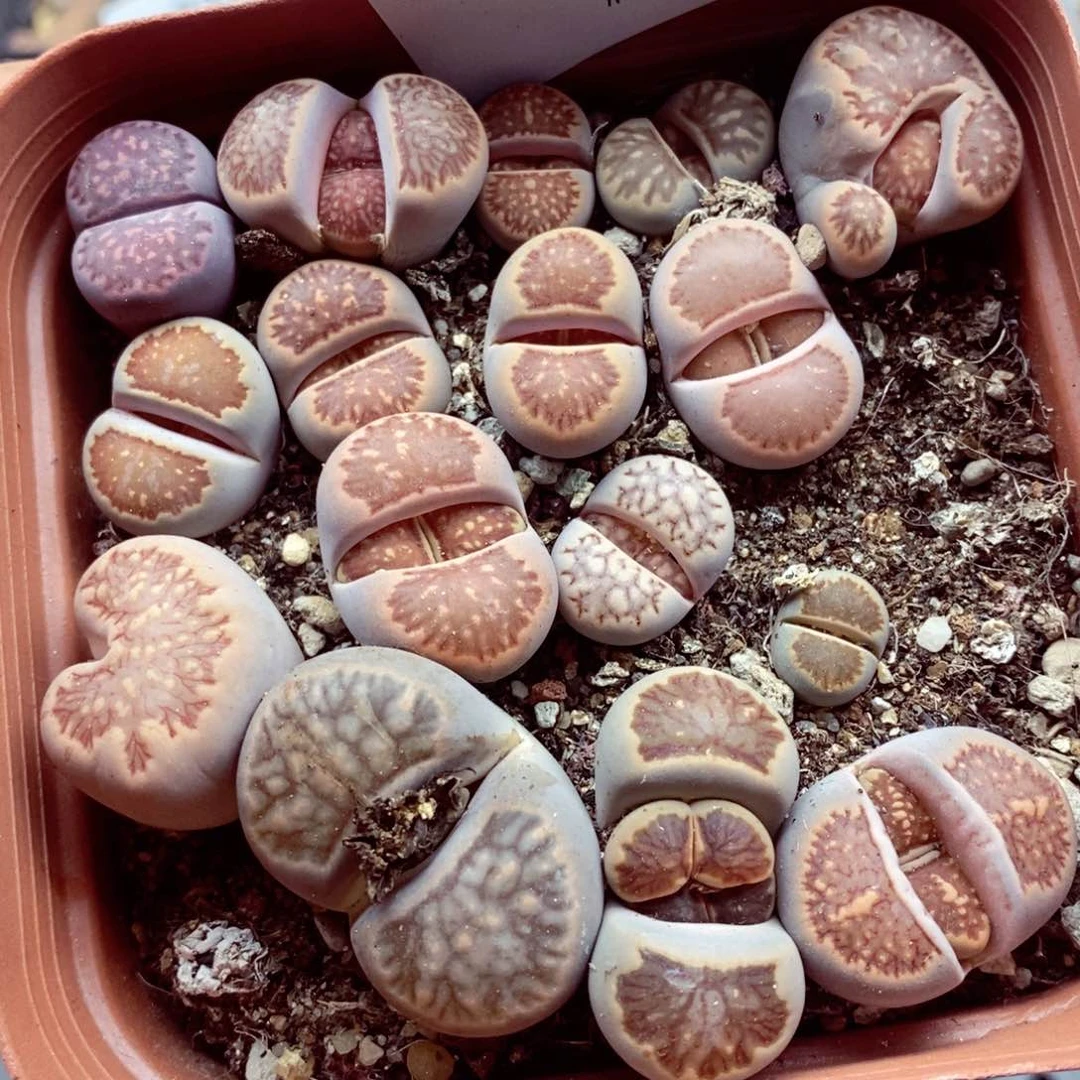 我是一只小小鸟地域鬼的人213