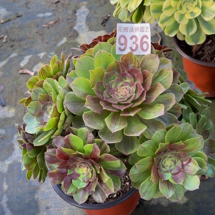 000000000936花月夜