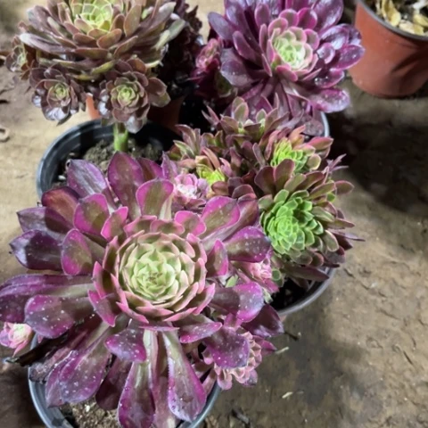 188多肉植物组合