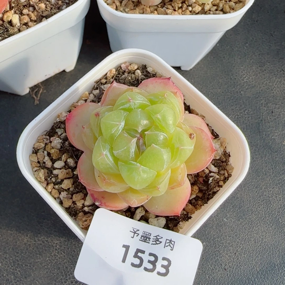 月牙珍妮，1533多肉植物