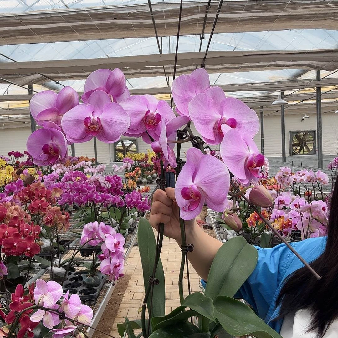 完全开放倾城两颗带花苞