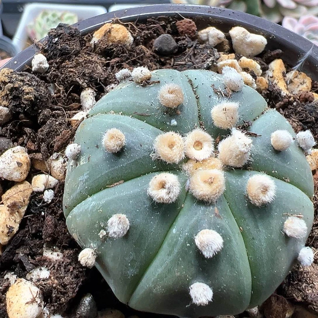 奇迹兜 小方花圃一物一拍
