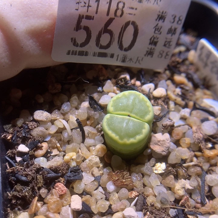精品生花118.560