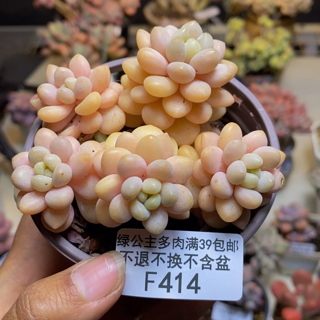 414洛可可多肉轻微掉叶