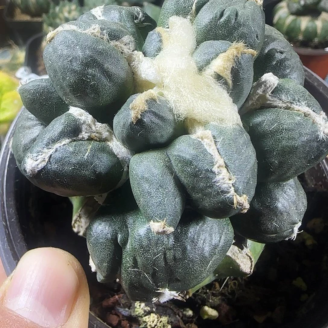 叉尤蛋蛋685仙人球开花