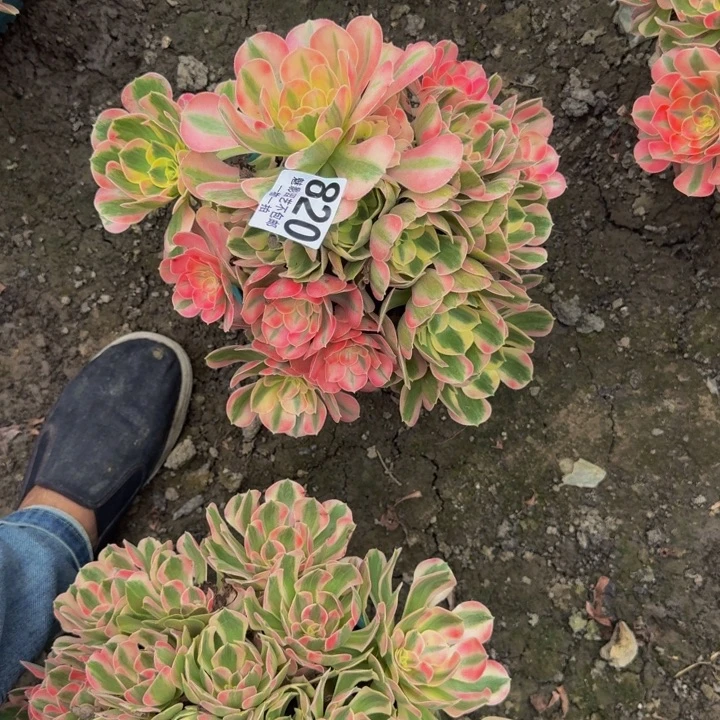 初恋花25-42包邮花花