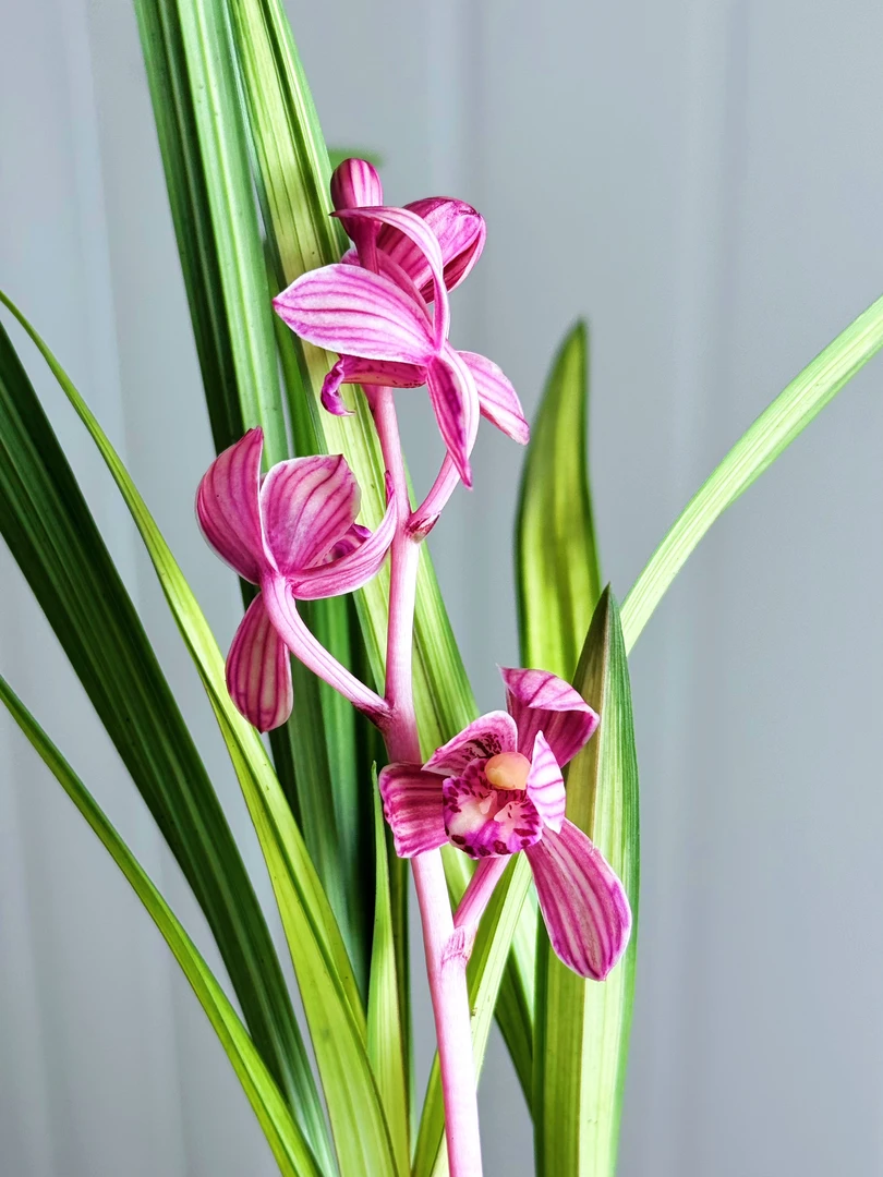 建兰珍珠红荷，发货垄头苗2苗