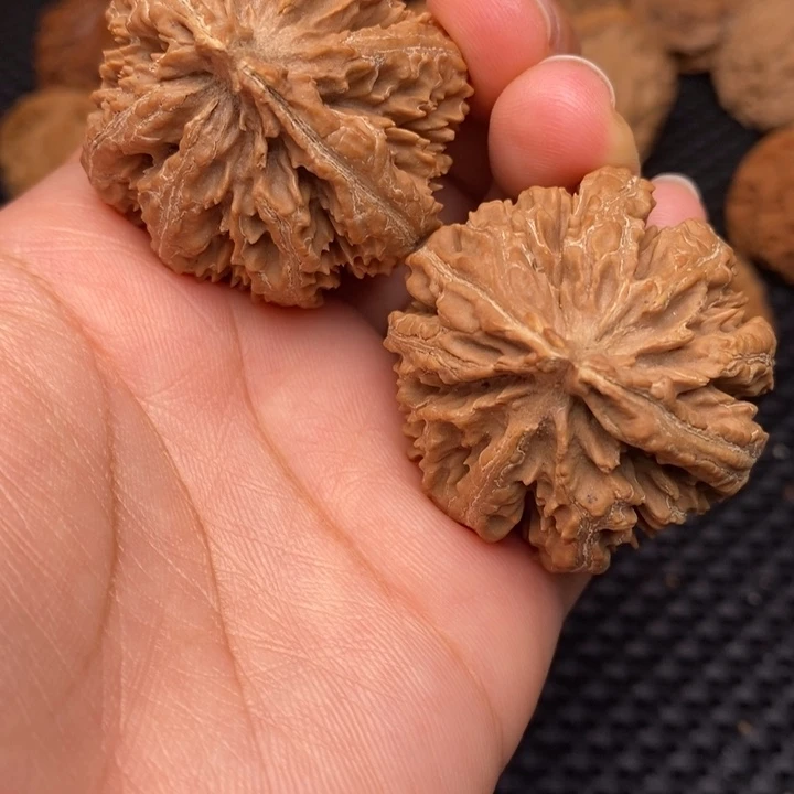 秦岭野生11111111111