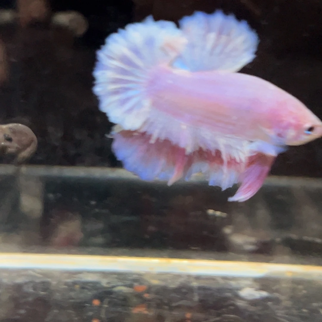 斗鱼35号清货价出绝美粉将军