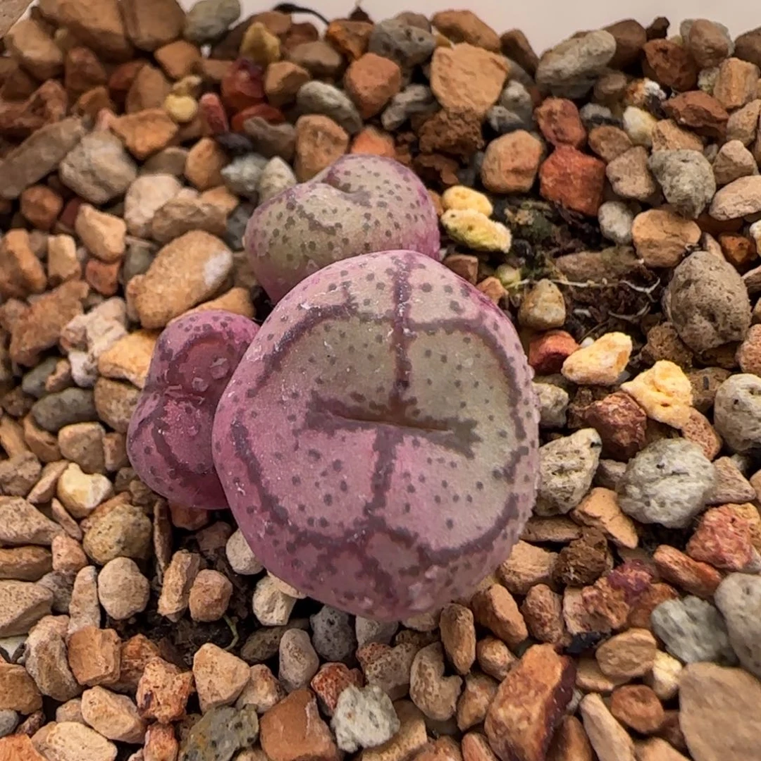 6-19-7-4当天满38包邮白花大紫猴实生脱土