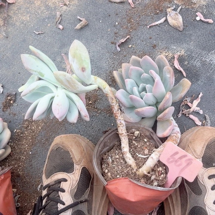 晨语多肉一物一拍669