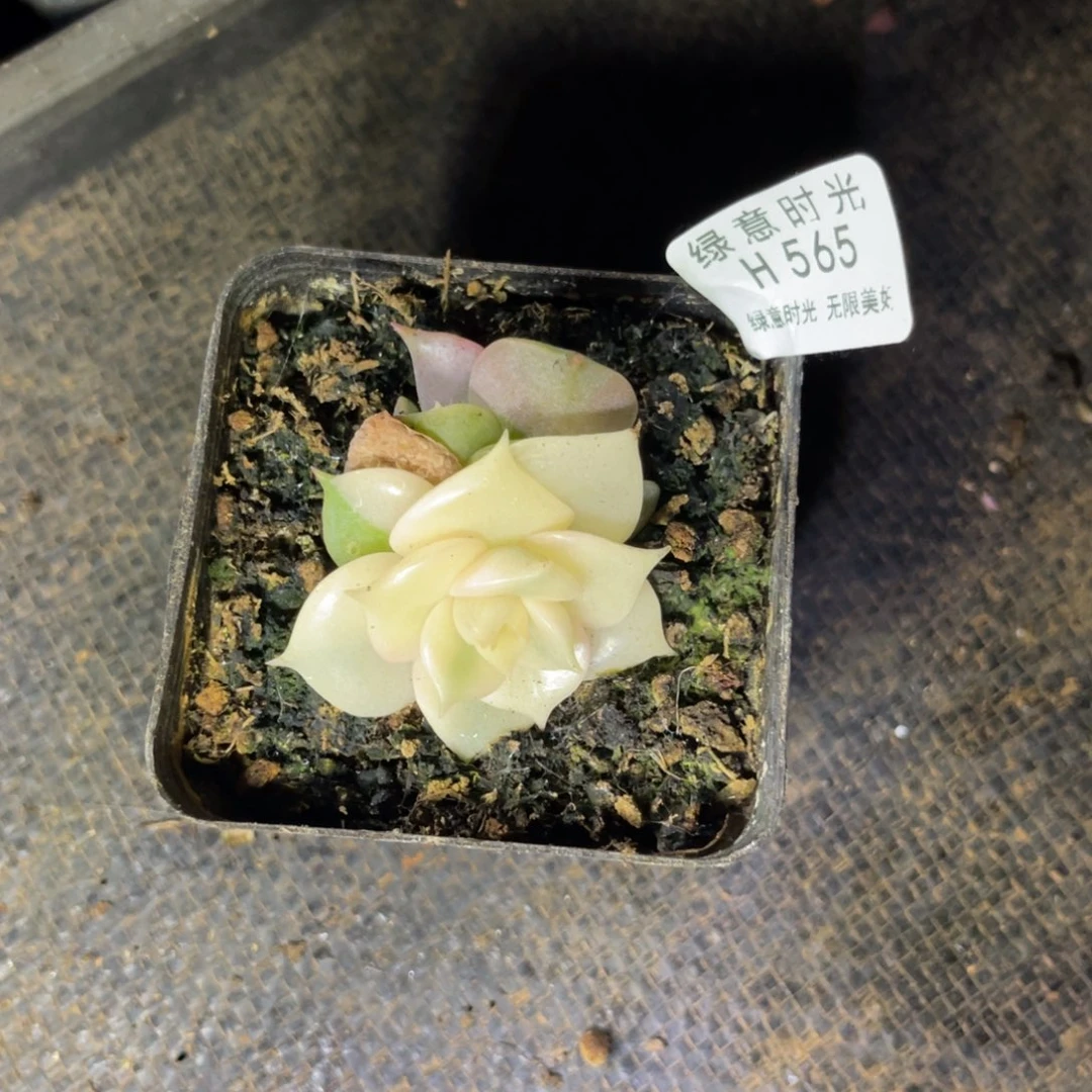 是*565 带陶瓷盆发货 满28包邮