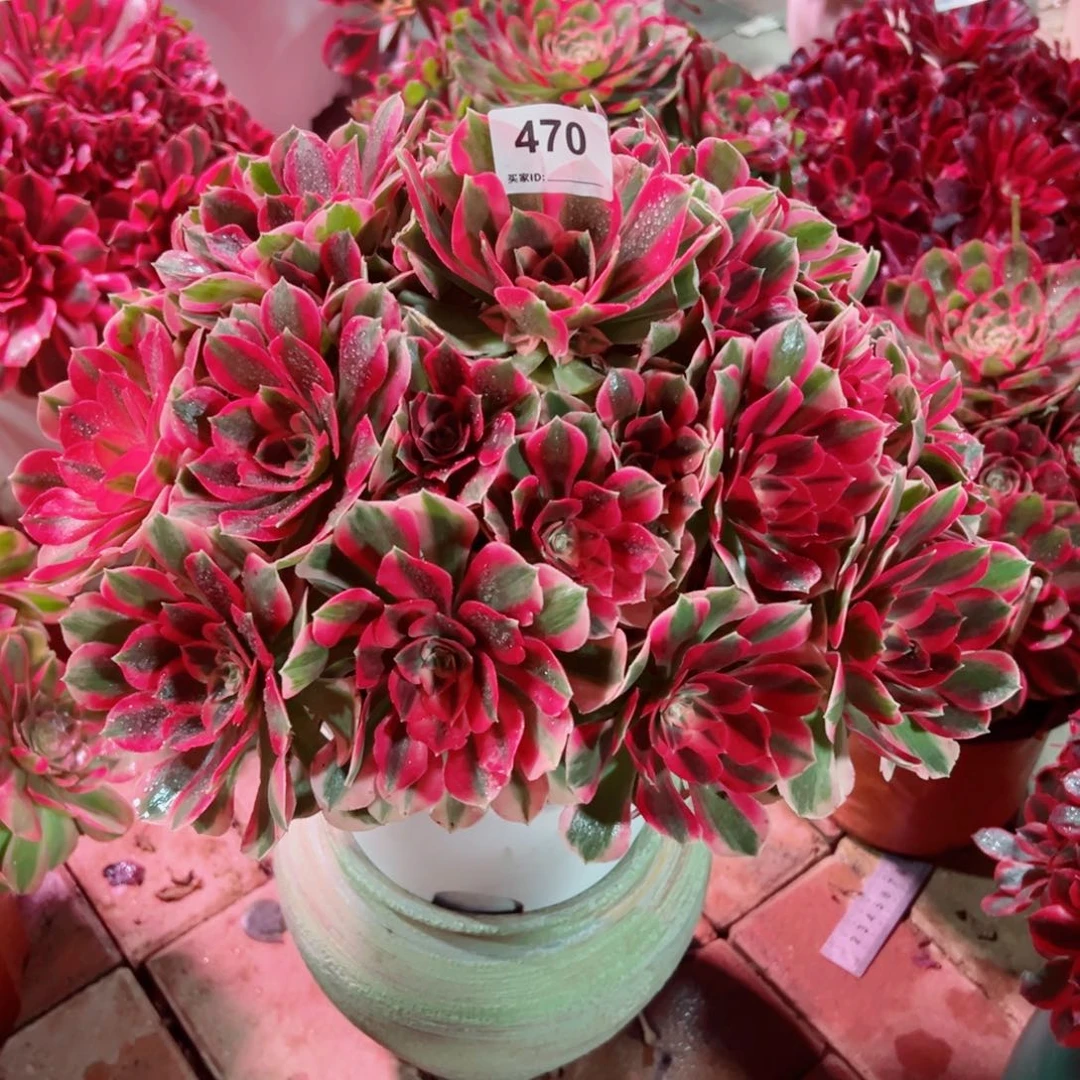 470粉女巫法师多肉植物